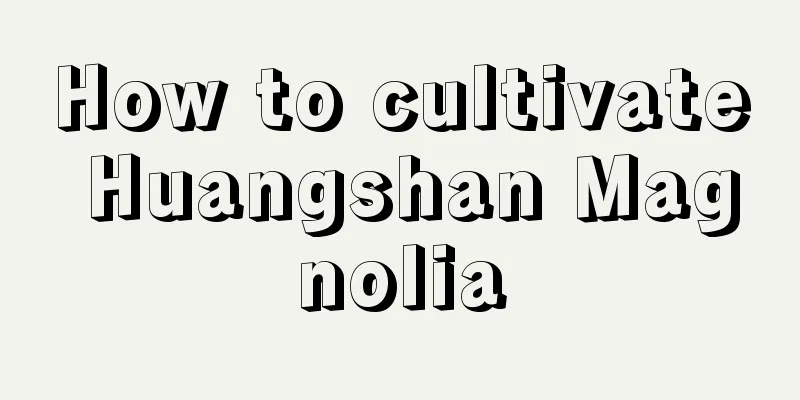 How to cultivate Huangshan Magnolia