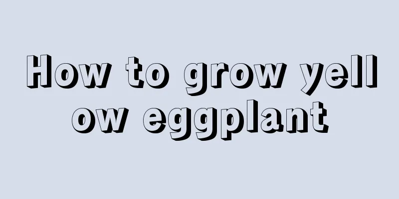 How to grow yellow eggplant