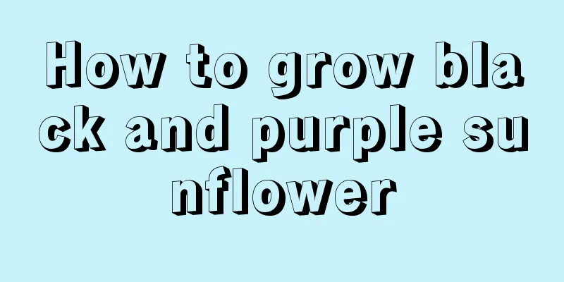 How to grow black and purple sunflower