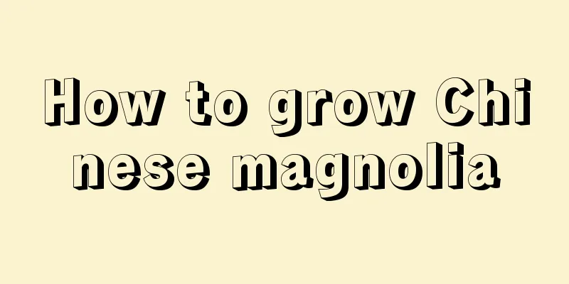 How to grow Chinese magnolia