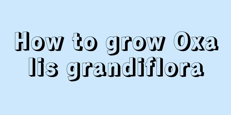 How to grow Oxalis grandiflora