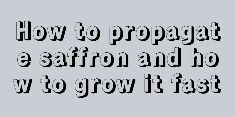 How to propagate saffron and how to grow it fast