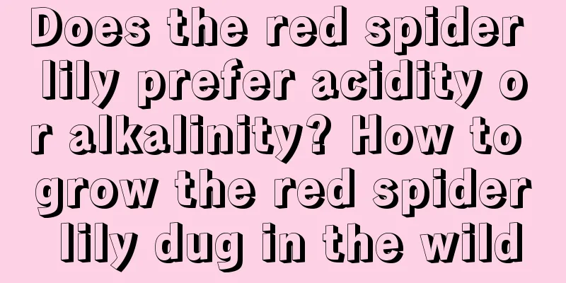 Does the red spider lily prefer acidity or alkalinity? How to grow the red spider lily dug in the wild