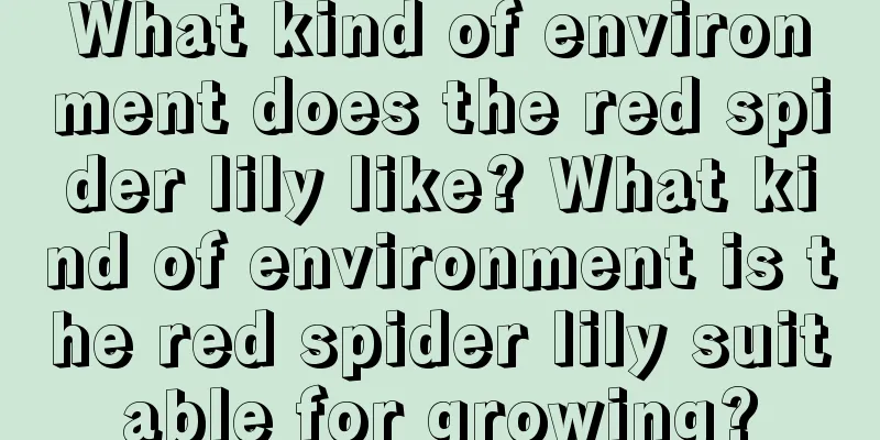 What kind of environment does the red spider lily like? What kind of environment is the red spider lily suitable for growing?