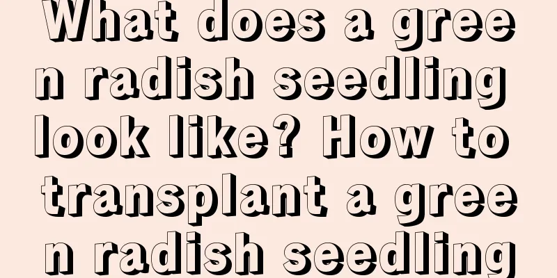 What does a green radish seedling look like? How to transplant a green radish seedling