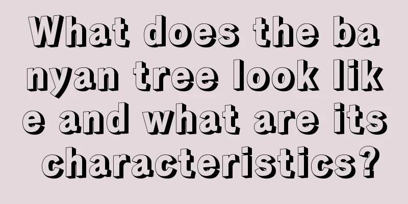 What does the banyan tree look like and what are its characteristics?