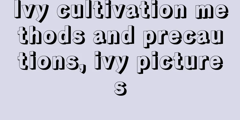 Ivy cultivation methods and precautions, ivy pictures