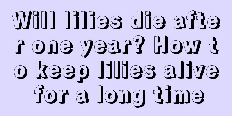 Will lilies die after one year? How to keep lilies alive for a long time