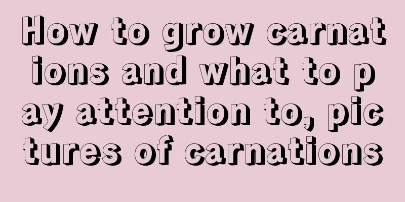 How to grow carnations and what to pay attention to, pictures of carnations