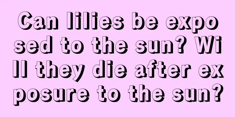 Can lilies be exposed to the sun? Will they die after exposure to the sun?