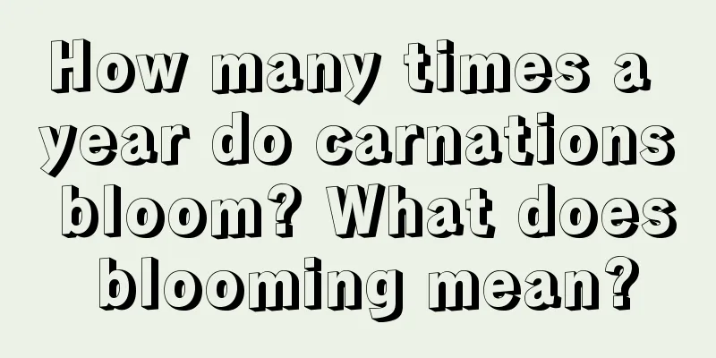 How many times a year do carnations bloom? What does blooming mean?