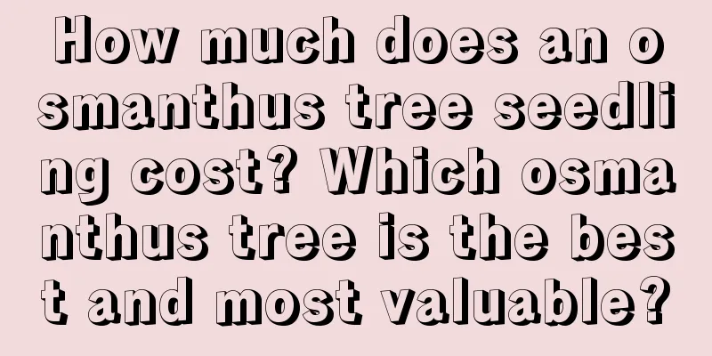 How much does an osmanthus tree seedling cost? Which osmanthus tree is the best and most valuable?