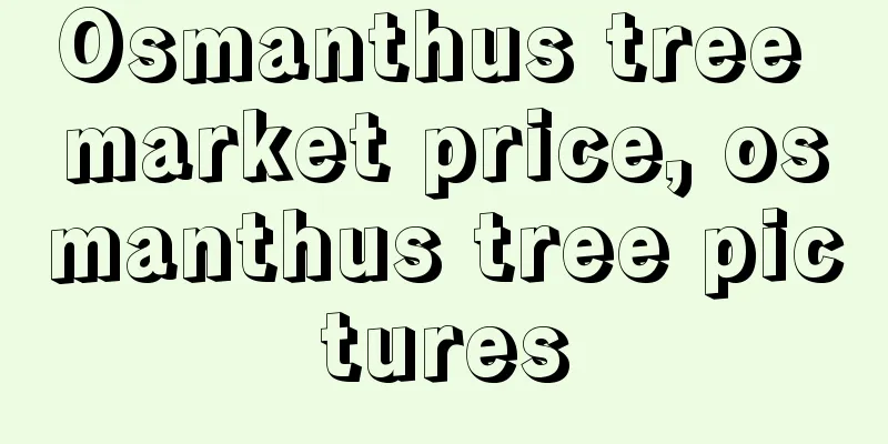 Osmanthus tree market price, osmanthus tree pictures