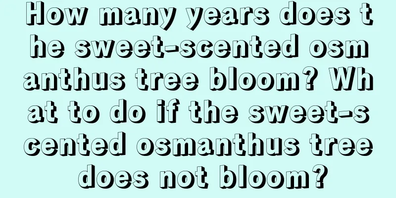 How many years does the sweet-scented osmanthus tree bloom? What to do if the sweet-scented osmanthus tree does not bloom?