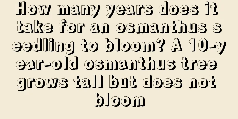 How many years does it take for an osmanthus seedling to bloom? A 10-year-old osmanthus tree grows tall but does not bloom