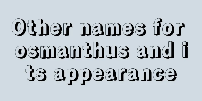 Other names for osmanthus and its appearance