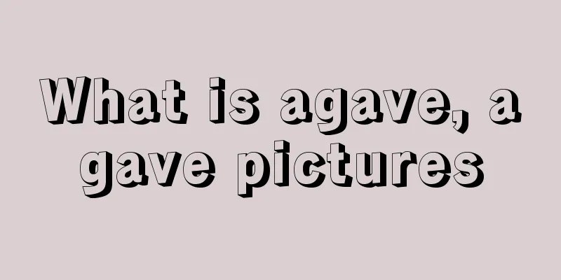 What is agave, agave pictures