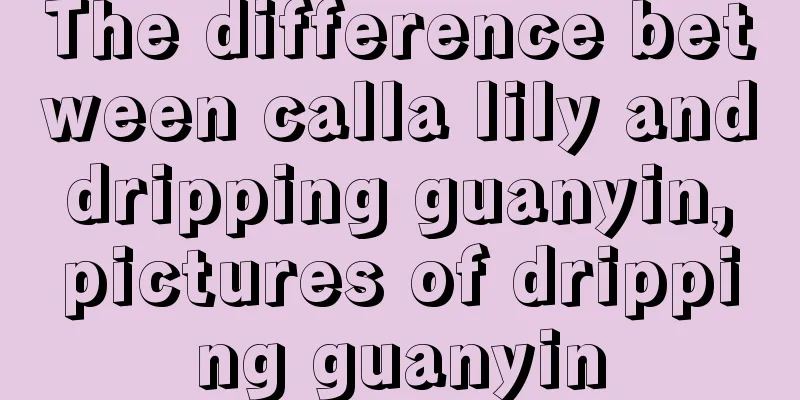 The difference between calla lily and dripping guanyin, pictures of dripping guanyin