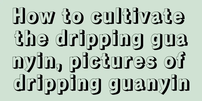 How to cultivate the dripping guanyin, pictures of dripping guanyin