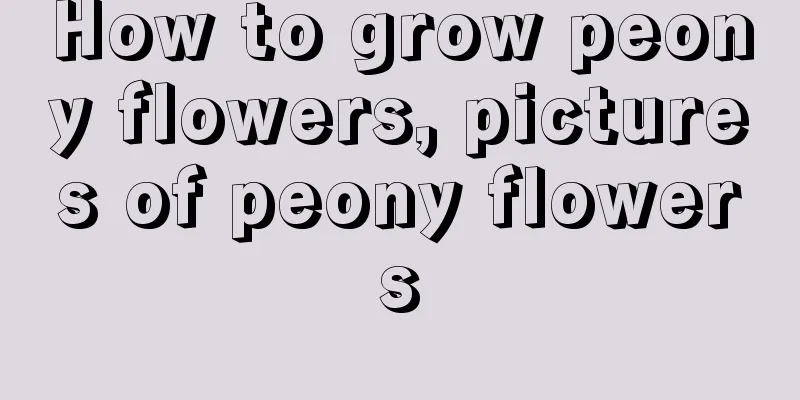 How to grow peony flowers, pictures of peony flowers