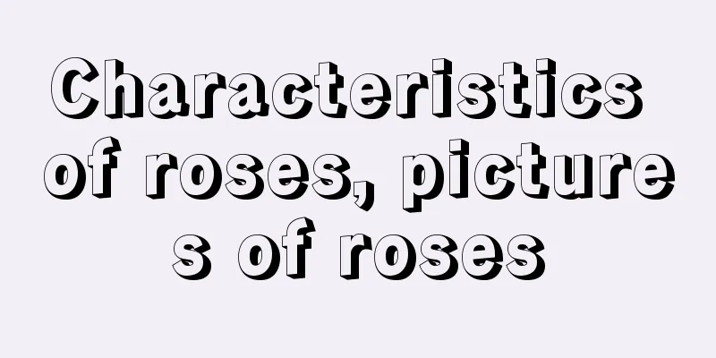 Characteristics of roses, pictures of roses