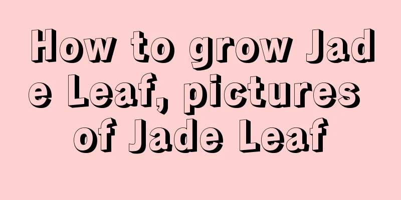 How to grow Jade Leaf, pictures of Jade Leaf