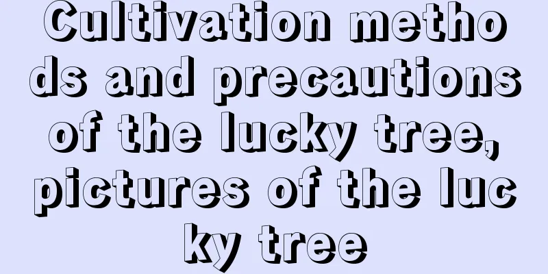 Cultivation methods and precautions of the lucky tree, pictures of the lucky tree