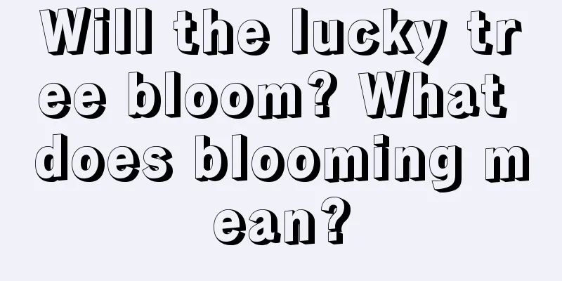 Will the lucky tree bloom? What does blooming mean?