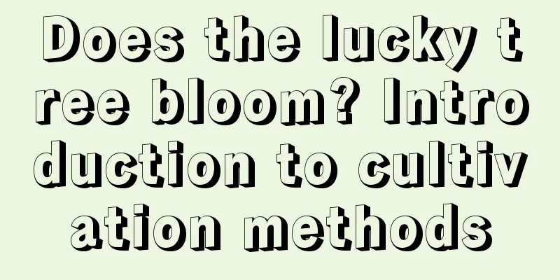 Does the lucky tree bloom? Introduction to cultivation methods