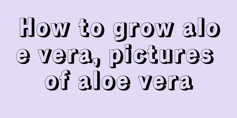 How to grow aloe vera, pictures of aloe vera