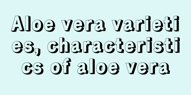 Aloe vera varieties, characteristics of aloe vera