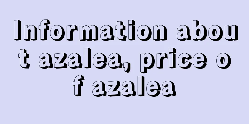 Information about azalea, price of azalea