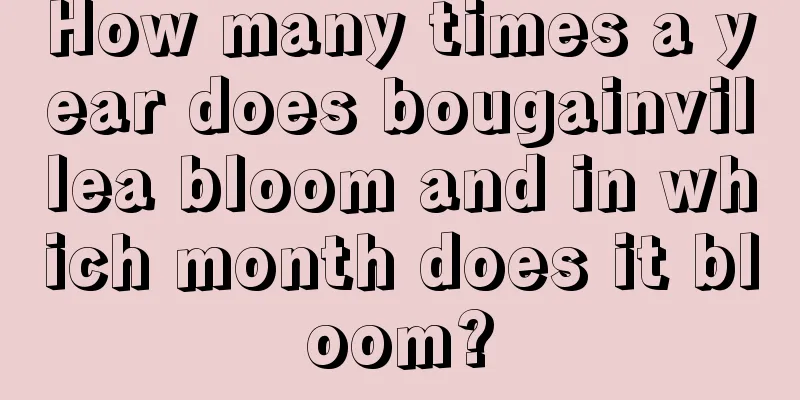 How many times a year does bougainvillea bloom and in which month does it bloom?