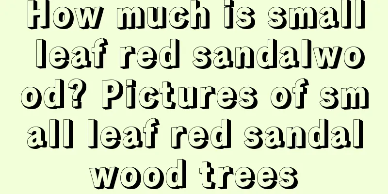 How much is small leaf red sandalwood? Pictures of small leaf red sandalwood trees