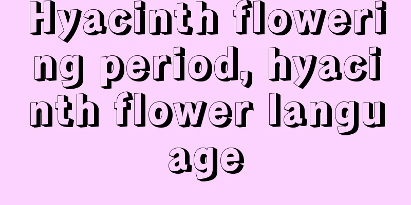 Hyacinth flowering period, hyacinth flower language