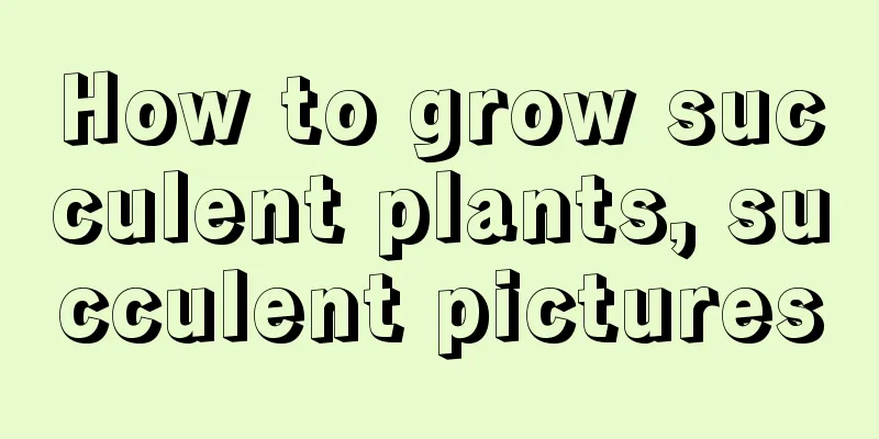 How to grow succulent plants, succulent pictures