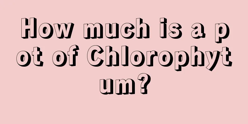 How much is a pot of Chlorophytum?