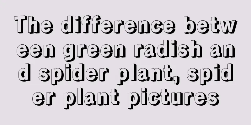 The difference between green radish and spider plant, spider plant pictures