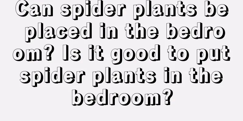 Can spider plants be placed in the bedroom? Is it good to put spider plants in the bedroom?