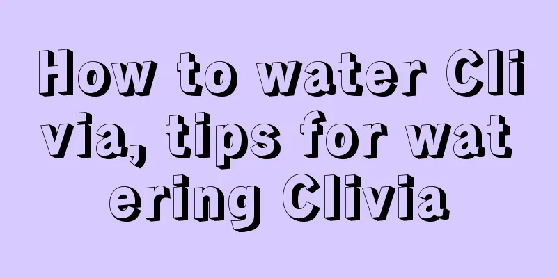 How to water Clivia, tips for watering Clivia