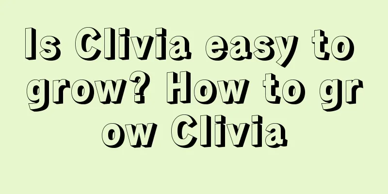 Is Clivia easy to grow? How to grow Clivia