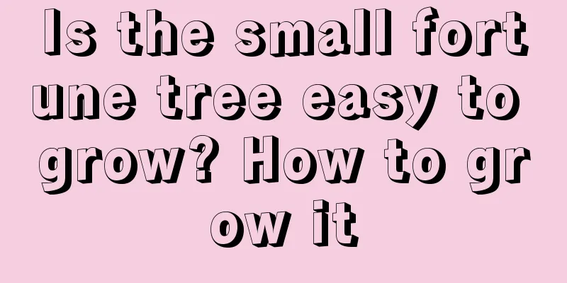 Is the small fortune tree easy to grow? How to grow it