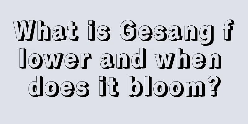 What is Gesang flower and when does it bloom?