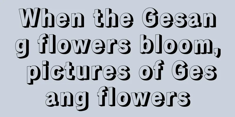 When the Gesang flowers bloom, pictures of Gesang flowers