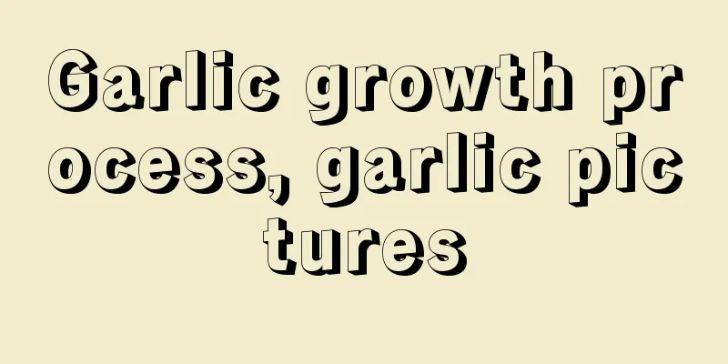 Garlic growth process, garlic pictures