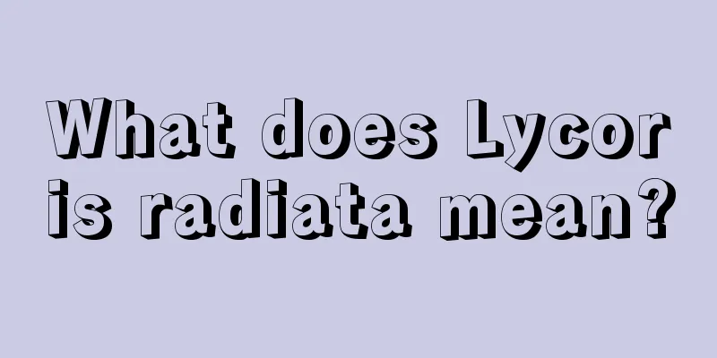 What does Lycoris radiata mean?