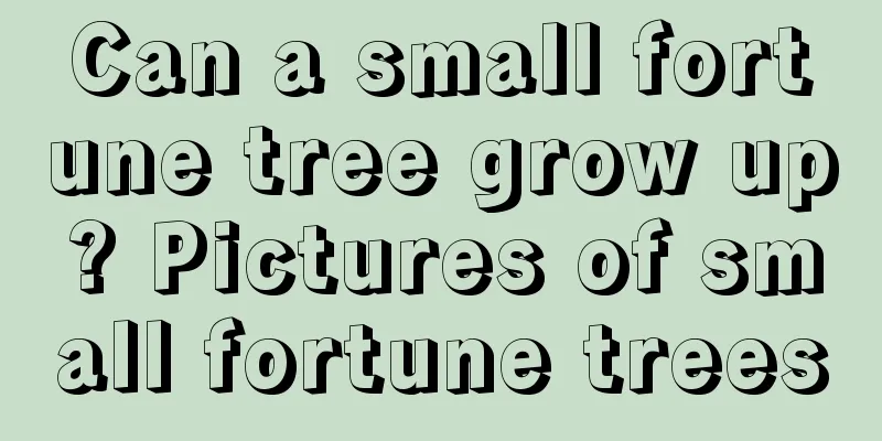 Can a small fortune tree grow up? Pictures of small fortune trees