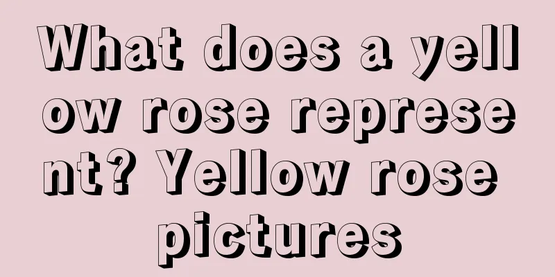 What does a yellow rose represent? Yellow rose pictures