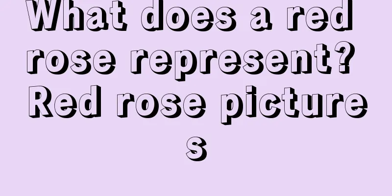 What does a red rose represent? Red rose pictures