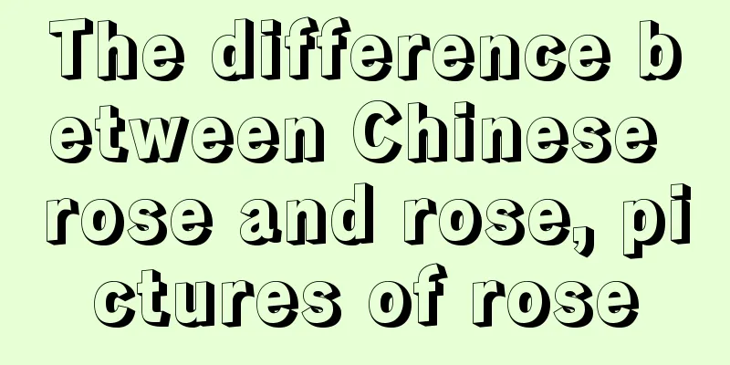 The difference between Chinese rose and rose, pictures of rose